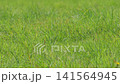 Green grass in the field, meadow or park. 141564945