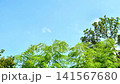 澄み渡る青空と爽やかに風にそよぐ緑豊かな竹林 141567680