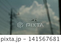 夏空と電柱を背景に風に揺れる蜘蛛の巣と蜘蛛のクローズアップ映像 141567681