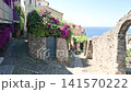 Cervo, liguria, italy. June 22, 2025. Picturesque narrow street in the historic center of cervo, a medieval village on the ligurian riviera, with purple bougainvillea flowers 141570222