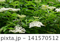 Elderberry bush blooming with white elderflower blossoms in green garden 141570512