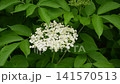 White elderflower inflorescence blooming on a bush among green leaves 141570513