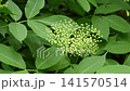 Fresh elderflower blossoms blooming on elderberry bush branch in summer 141570514