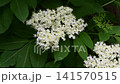 Elderberry white flowers blooming among lush green leaves in summer garden 141570515
