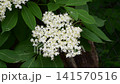 White elderberry flowers blooming on branch with green leaves in summer 141570516