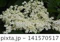 Close Up of White Elderflower Blossoms in Natural Garden Setting 141570517