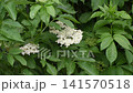 White Elderflower Blossoms and Green Leaves in Natural Summer Habitat 141570518
