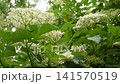 Blooming Elderflower Clusters Among Lush Green Foliage in Summer Garden 141570519