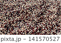 Raw chia seeds falling down macro photography 141570527