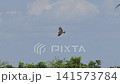 Slow motion of Black-eared Kite flying on blue sky in field. 141573784