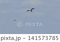 Slow motion of Black-eared Kite flying on blue sky in field. 141573785