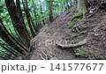 Summer scenery along the Kamosawa route from the Kosode trailhead in Yamanashi Prefecture to Mt. Kumotori, the highest peak in Tokyo: blue skies, spring water, and views of Mt. Fuji from the hiking trail. 141577677
