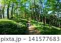 Summer scenery along the Kamosawa route from the Kosode trailhead in Yamanashi Prefecture to Mt. Kumotori, the highest peak in Tokyo: blue skies, spring water, and views of Mt. Fuji from the hiking trail. 141577683