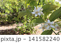 Fragrant orange tree branch with blossoms and buds resting in cool shade while golden sun flecks dance across the flowers. Ideal for neroli, azahar, perfume and spring citrus orchard themes. 141582240