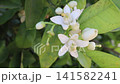 Close-up video of fragrant orange tree blossoms and unopened buds revealing delicate floral details. Perfect for neroli, azahar, perfume, fragrance, aromatherapy and citrus orchard concepts. 141582241