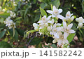 Elegant orange tree branch covered with fragrant blossoms and unopened buds gently moving in the breeze. Fine stamens and pistils highlight the delicate beauty of neroli-producing citrus flowers. 141582242