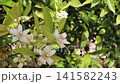 A cluster of fragrant orange tree flowers gently sways in the breeze among blooming citrus trees. Ideal footage for neroli, azahar, perfume, fragrance, aromatherapy and spring orchard concepts 141582243