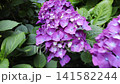 Immersive camera move along a stone garden path surrounded by Hydrangea macrophylla, also known as French hydrangea, bigleaf hydrangea and hortensia, brushing past lush purple blossoms in cool shade. 141582244