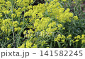 Airy yellow flower clusters of Isatis tinctoria, also known as dyer's woad, woad and glastum, gently moving in the breeze. Historically valued for natural blue dye, herbal traditions and sustainable c 141582245