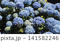 A mature Hydrangea macrophylla, also known as bigleaf hydrangea, French hydrangea and hortensia, covered with pale blue flower heads swaying in bright midday sunlight. 141582246