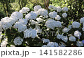 Flowering Hydrangea macrophylla, also known as French hydrangea, bigleaf hydrangea and hortensia, covered with large white flower heads as dancing sun flecks shimmer across the blossoms. 141582286