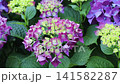 Developing flower head of Hydrangea macrophylla, also known as bigleaf hydrangea, French hydrangea and hortensia, displaying vivid purple and creamy yellow florets against lush green foliage. 141582287