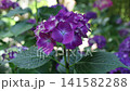 A striking flower head of Hydrangea macrophylla, also known as French hydrangea, bigleaf hydrangea and hortensia, gently sways before shimmering garden bokeh in soft natural light 141582288