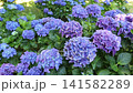 Lush stands of Hydrangea macrophylla, also known as bigleaf hydrangea, French hydrangea and hortensia, with vibrant purple flower heads sparkling beneath dappled tree shade in a summer garden. 141582289