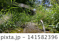 Green grass sways gently in a sunlit forest path. Faint sunlight filters through the canopy above. Wild foliage frames a narrow, earthy trail. Natural growth thrives along this quiet forest path 141582396