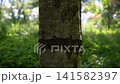 Sunlit forest with mossy tree trunk. Deep green foliage surrounds the bark. Dark, carved mark adorns the tree's surface. Natural forest setting, calm and quiet 141582397