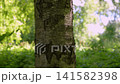 Tree trunk stands tall, bark textured and weathered. Green leaves blur softly behind, sunlit. Natural forest setting, peaceful and quiet. No animals present, plant life only 141582398