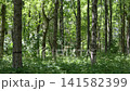 Sunlight filters through tall green trees. Forest floor is covered in lush undergrowth. Trees stand tall with smooth, pale trunks. Dense canopy allows dappled light to reach ground 141582399