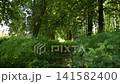 Lush green forest path bathed in soft morning light. Dense undergrowth lines the narrow woodland trail. Sunlight filters through tall, leafy tree canopies. Foliage sways gently in a quiet 141582400