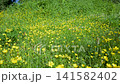 Sunlit meadow bursts with yellow wildflowers. Green grass sways gently in the breeze. Dense foliage frames the vibrant flowerbed. Natural light enhances every petal's golden hue 141582402