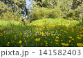 Yellow flowers bloom in a sunlit meadow. Green grass sways gently in the breeze. Trees frame the background with soft focus. Natural light illuminates the wildflower scene 141582403