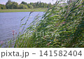 Green reeds sway gently by calm lake waters. Pink flowers peek from lush grasses near the shore. Sunlit reeds frame tranquil lake surface in natural setting 141582404