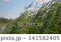 Green reeds sway gently by calm lake waters. Pink flowers peek from lush grasses near the shore. Sunlit reeds frame tranquil lake surface in natural setting 141582405
