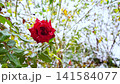 Bush of a red rose plant with a beautiful bright flower on which white snow fell and partially melted, frontal view. Transparent water droplets on the green leaves, background is blurred, winter time 141584077