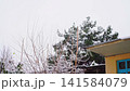 A real-time video captured from first-person perspective on a cloudy winter day with falling white snow against a backdrop of dark walls, roofs, and the crowns of pine and other trees. Winter nature 141584079