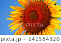 Close-up video of a swaying sunflower flower basket against a clear blue sky from a gentle breeze on a sunny day. Relaxing natural shots, b roll, footage or filling frames 141584320
