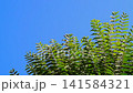 The tops of a walnut tree with young, fresh branches and large leaves flutter in the wind against a clear blue sky. Space for text or a slogan 141584321
