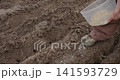 Close-up of a farmer's hand planting seeds one by one into fertile soil, preparing for the spring growing season with careful manual labor in a freshly plowed agricultural field. 141593729