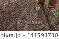 Farmer's hand carefully planting organic seeds into a furrow of rich, cultivated soil. Manual sowing process for growing fresh vegetables in a garden, illustrating agriculture and food production. 141593730