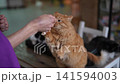 Gorgeous fluffy ginger cat stands on hind legs to gently take delicious treat from person hand. Close-up shot of cute domestic animal interaction. Concept of care, feeding and pet ownership. 141594003