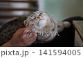 Affectionate Scottish fold cat enjoying gentle chin scratch from its owner hand, closing its eyes in pleasure and demonstrating beautiful bond between pet and human. Shooting in slow motion. 141594005