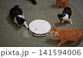 Several curious domestic cats cautiously sniffing and following white robotic vacuum cleaner as it moves across green carpet, interacting with modern household cleaning appliance, slow motion. 141594006