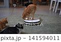 Curious ginger tabby cat standing on modern robot vacuum cleaner, sniffing device before it moves and scares feline, which jumps off onto green carpet in room full of other cats. 141594011