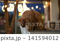 Adorable long haired orange cat resting on wooden surface in restaurant during evening and suddenly jumping away, disappearing from view amid festive lights. Shooting in slow motion. 141594012