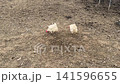 Two chickens walking on the ground 141596655