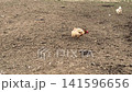 Two chickens walking on the ground 141596656